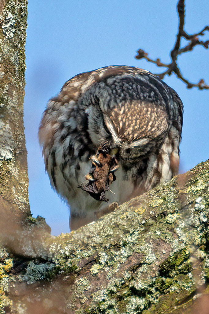 Little Owl