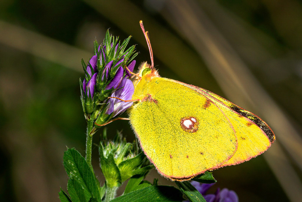 Clouded Yellow Butterfly