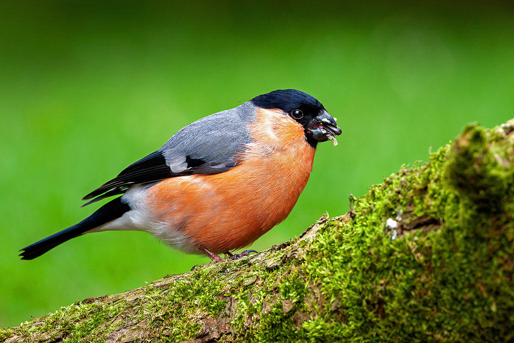Bullfinch