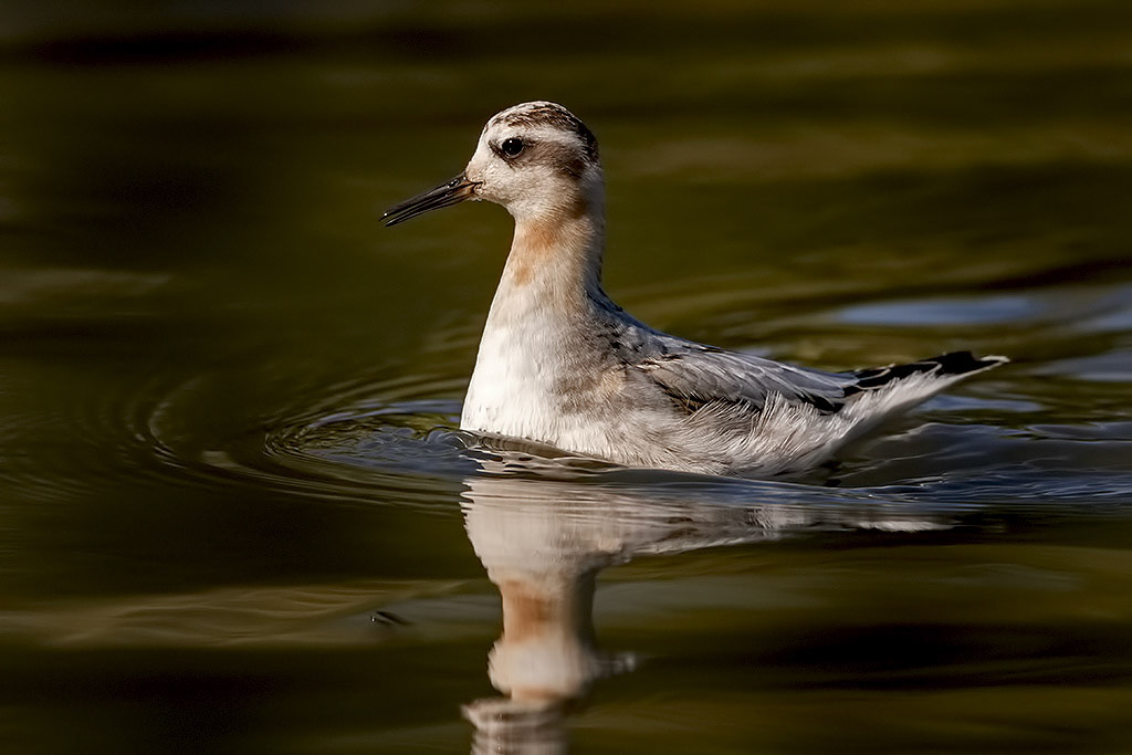 Grey Phalarope