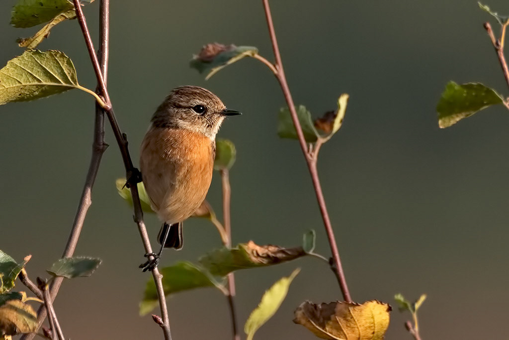 Stonechat