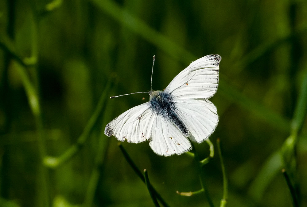 Green-veined White