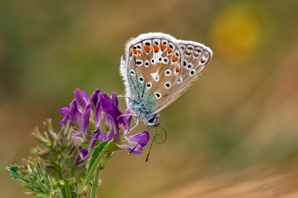 Common Blue