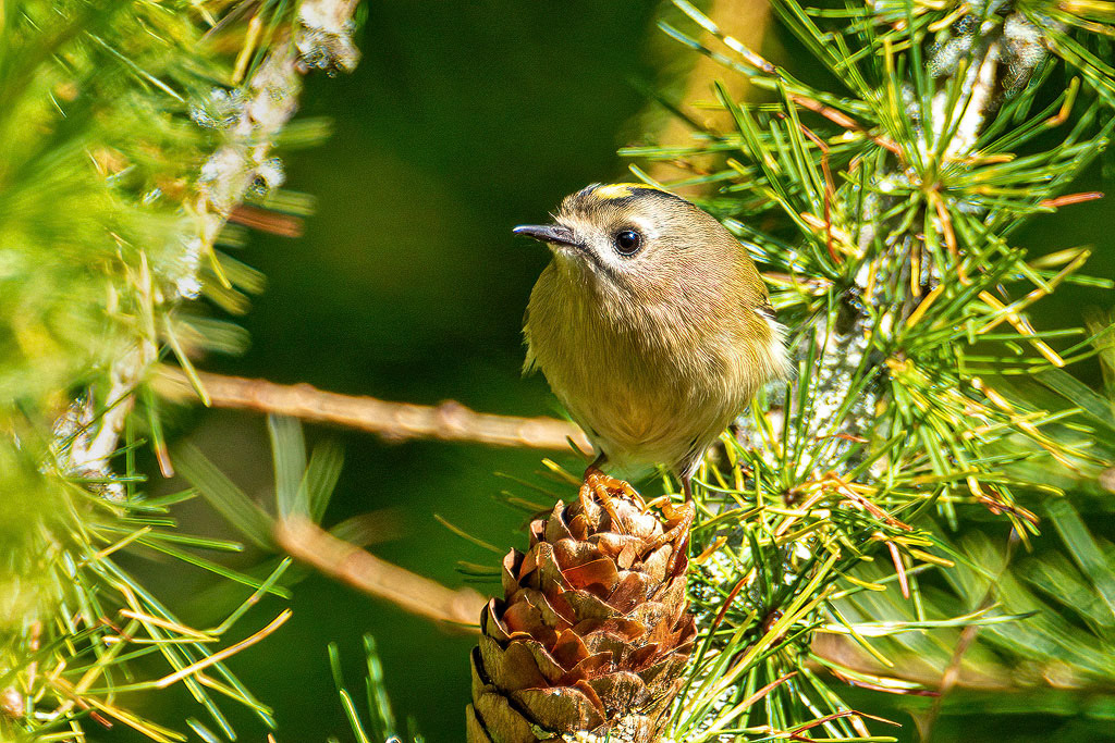 Goldcrest