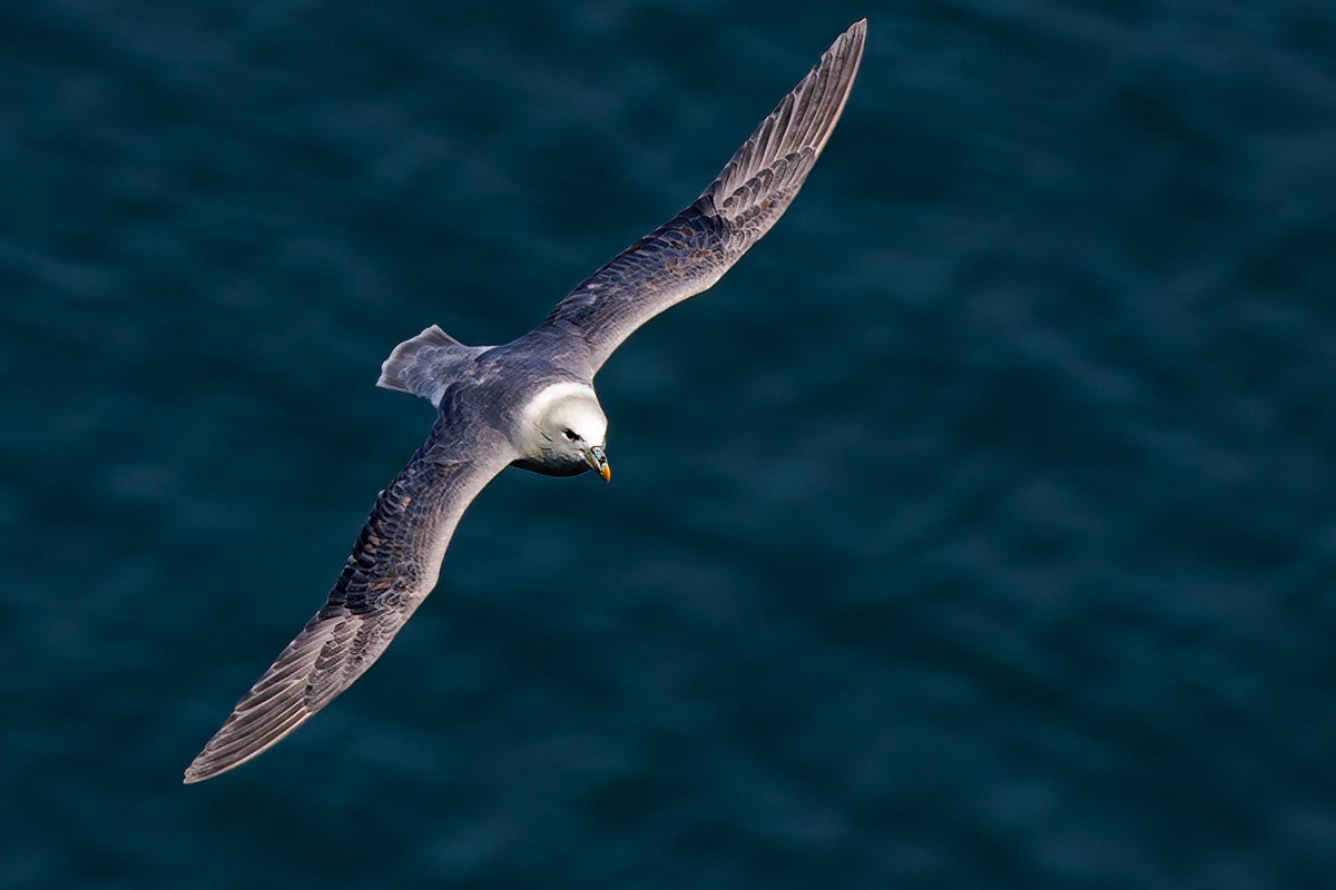 Fulmar