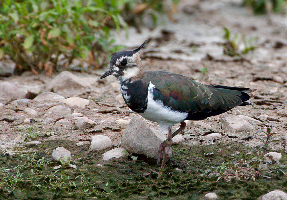 Lapwing