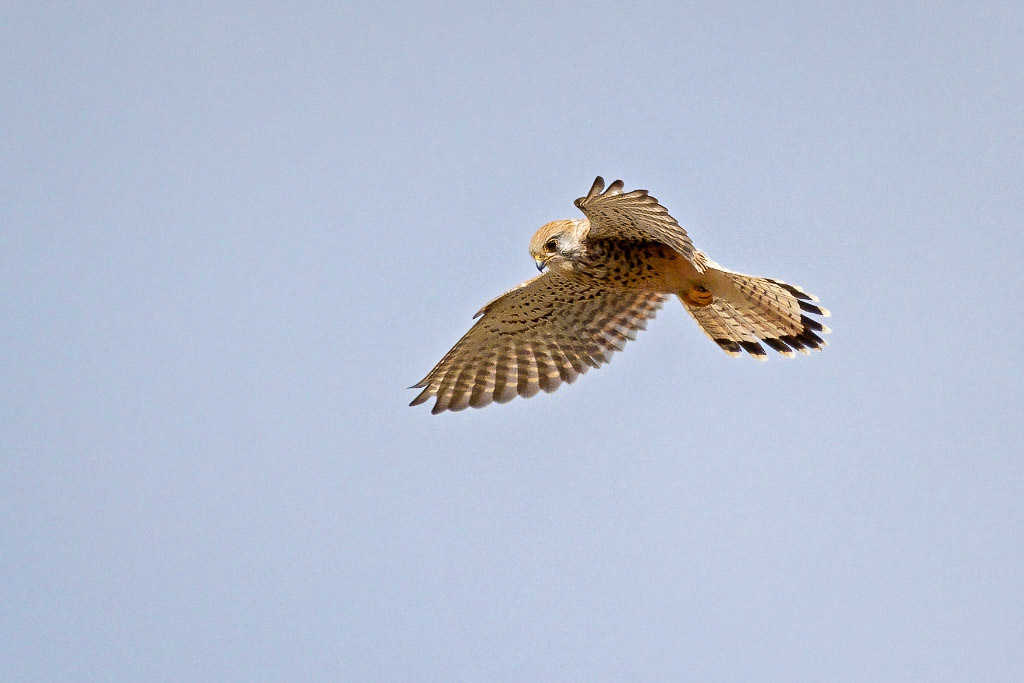 Kestrel