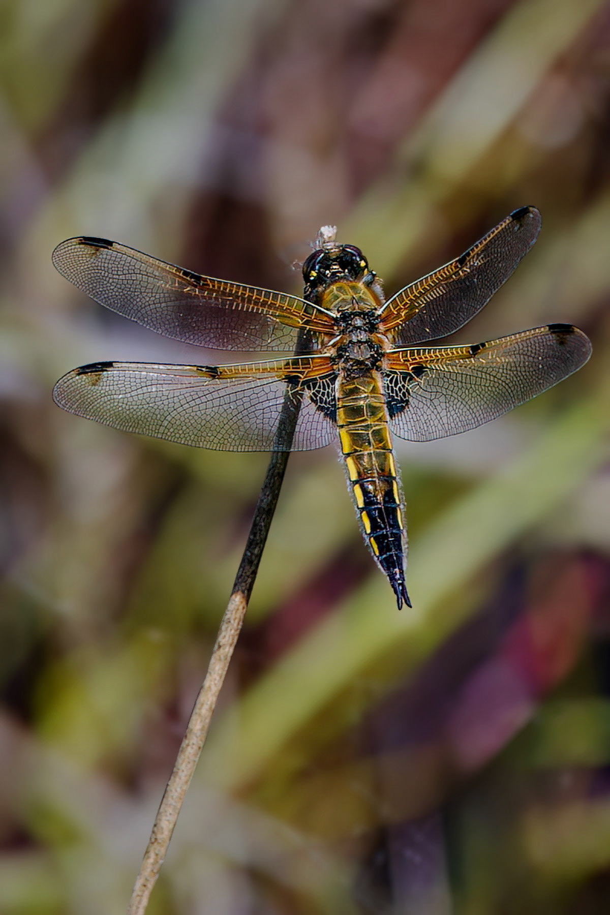Four-spotted Chaser