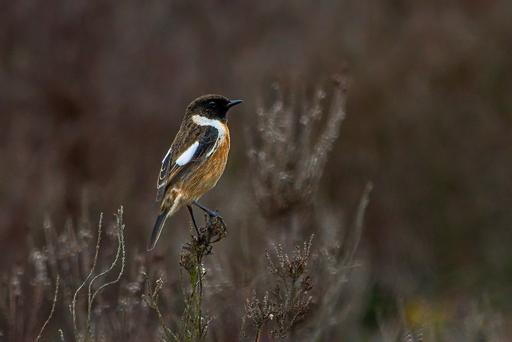 Stonechat