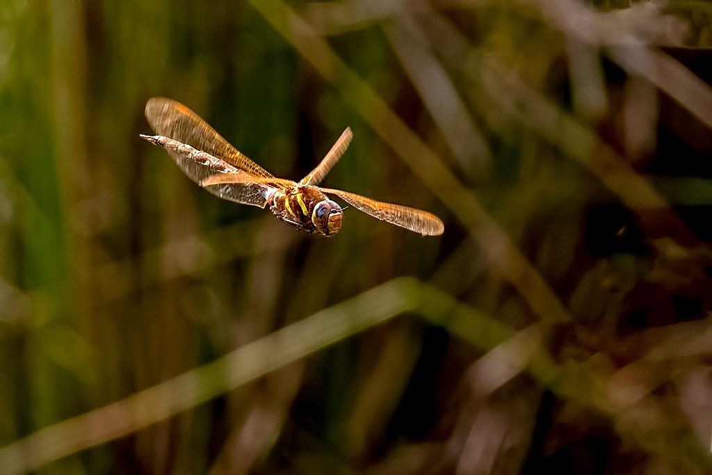 Brown Hawker