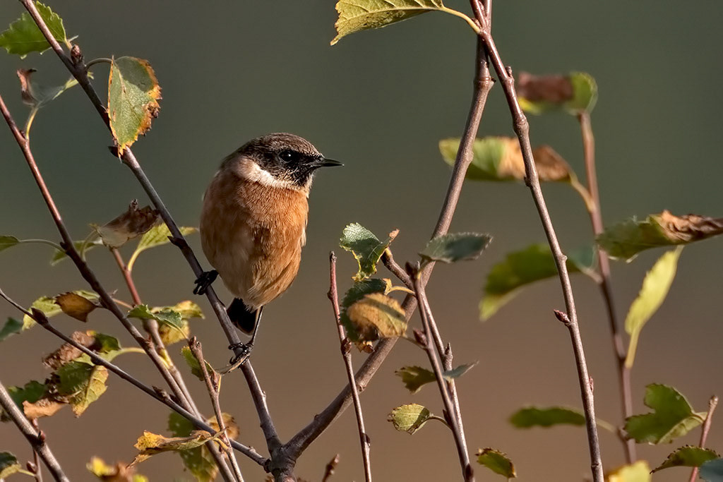 Stonechat