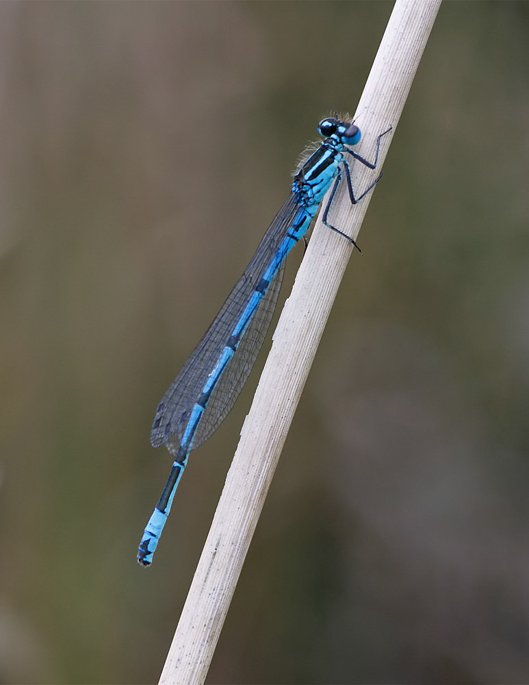 Azure Damselfly
