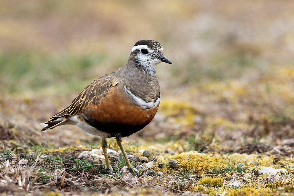 Dotterel
