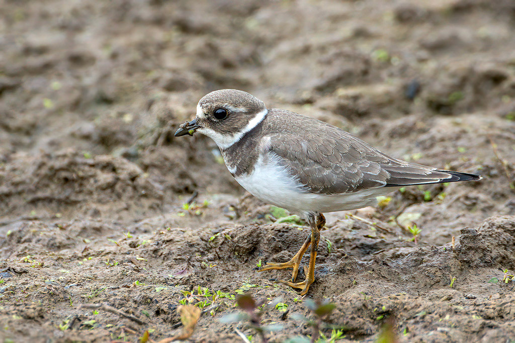 Ringed Plover
