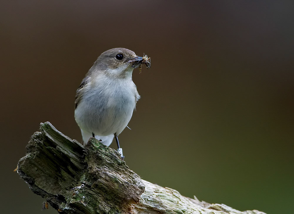 Female Pied Flycatcher