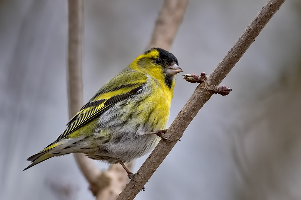 Siskin