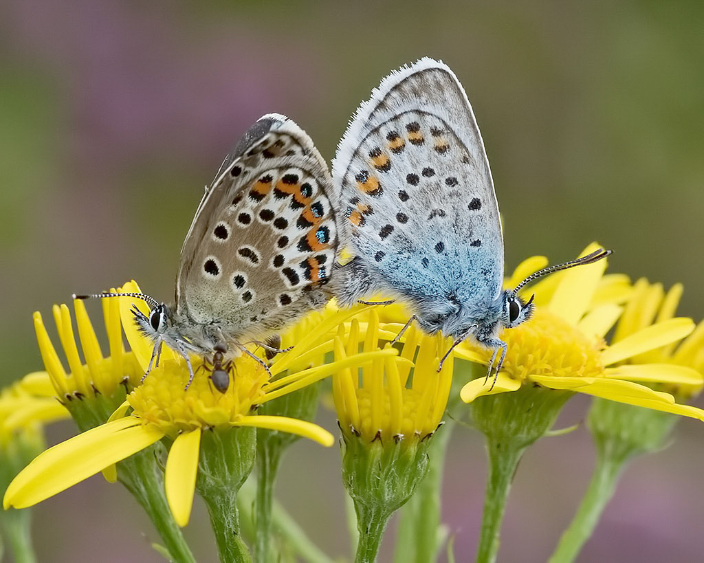 Silver-studded Blue