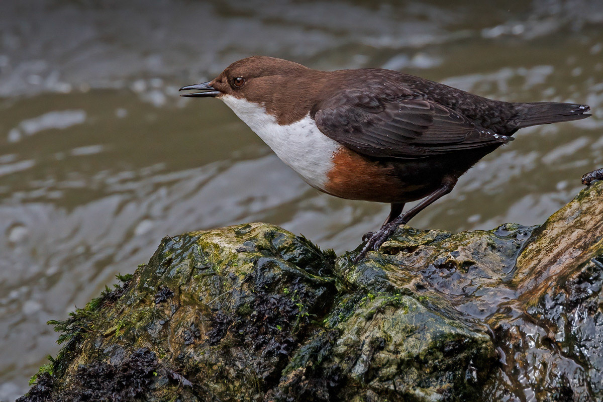 White-throated Dipper