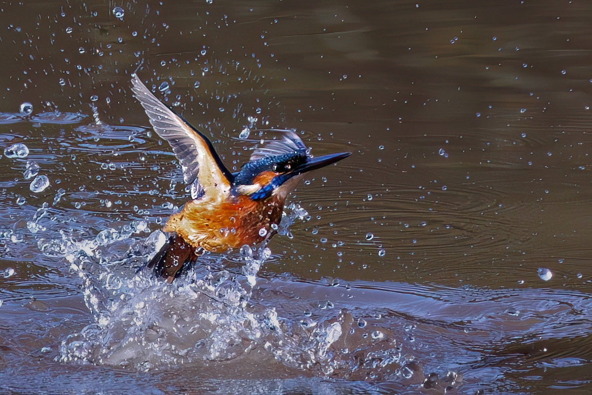 KIngfisher