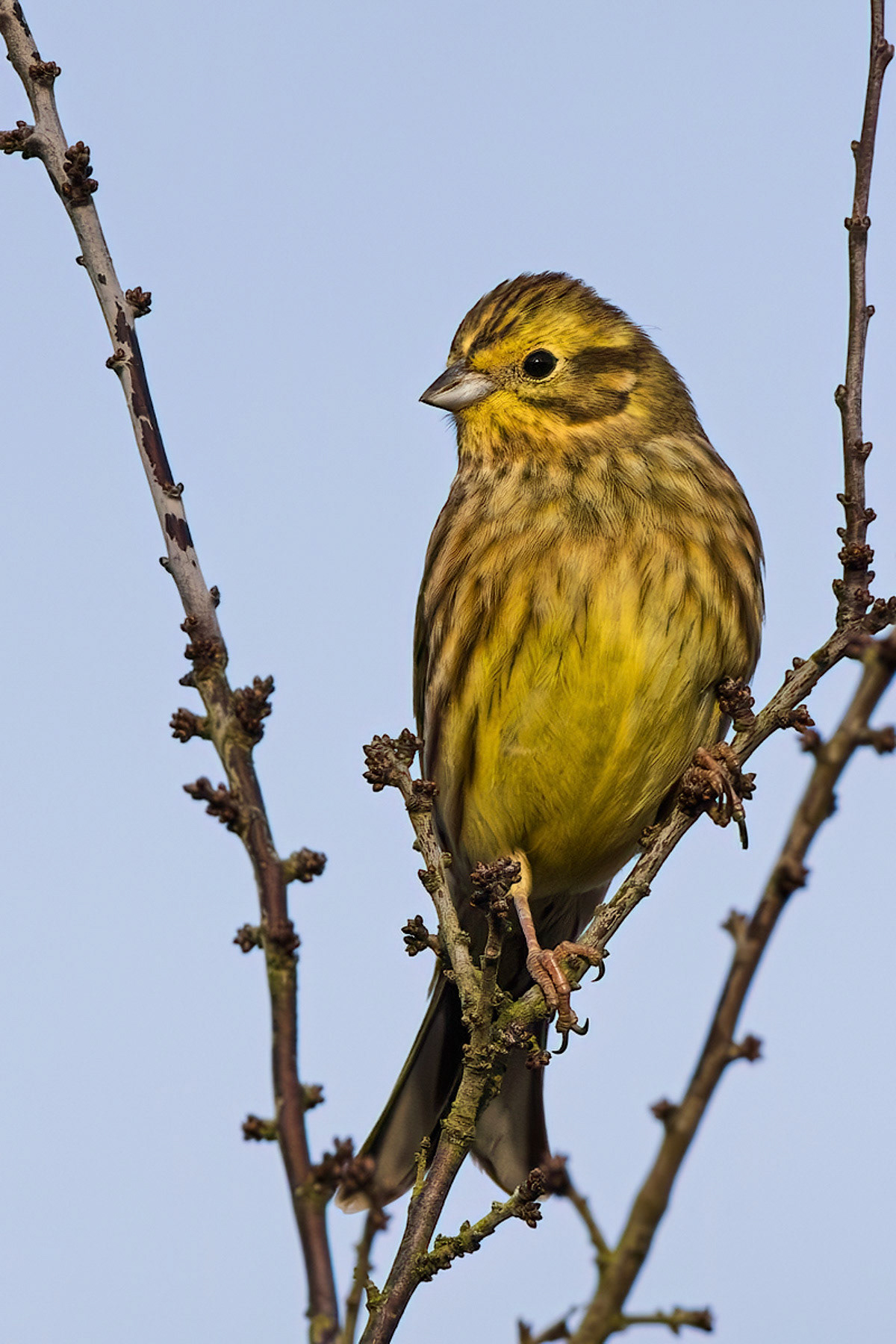Yellowhammer