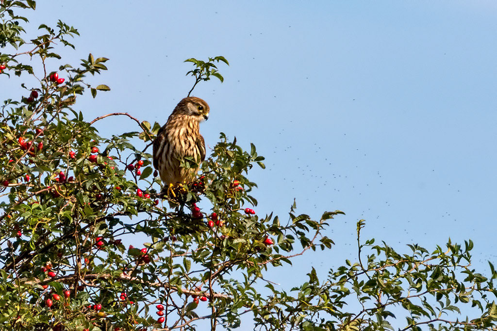 Kestrel