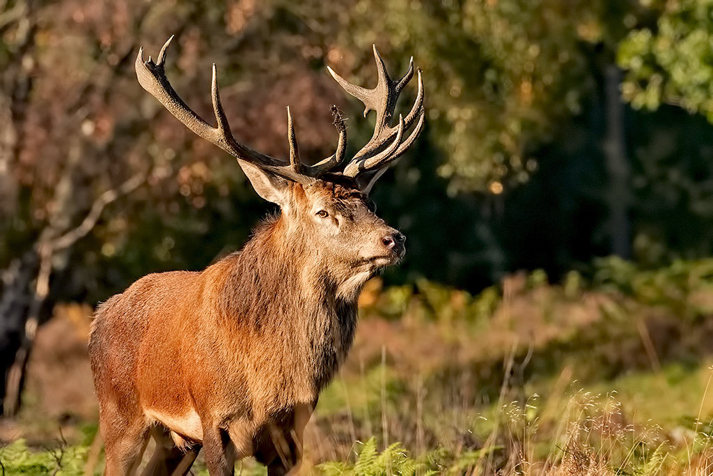 Red Deer