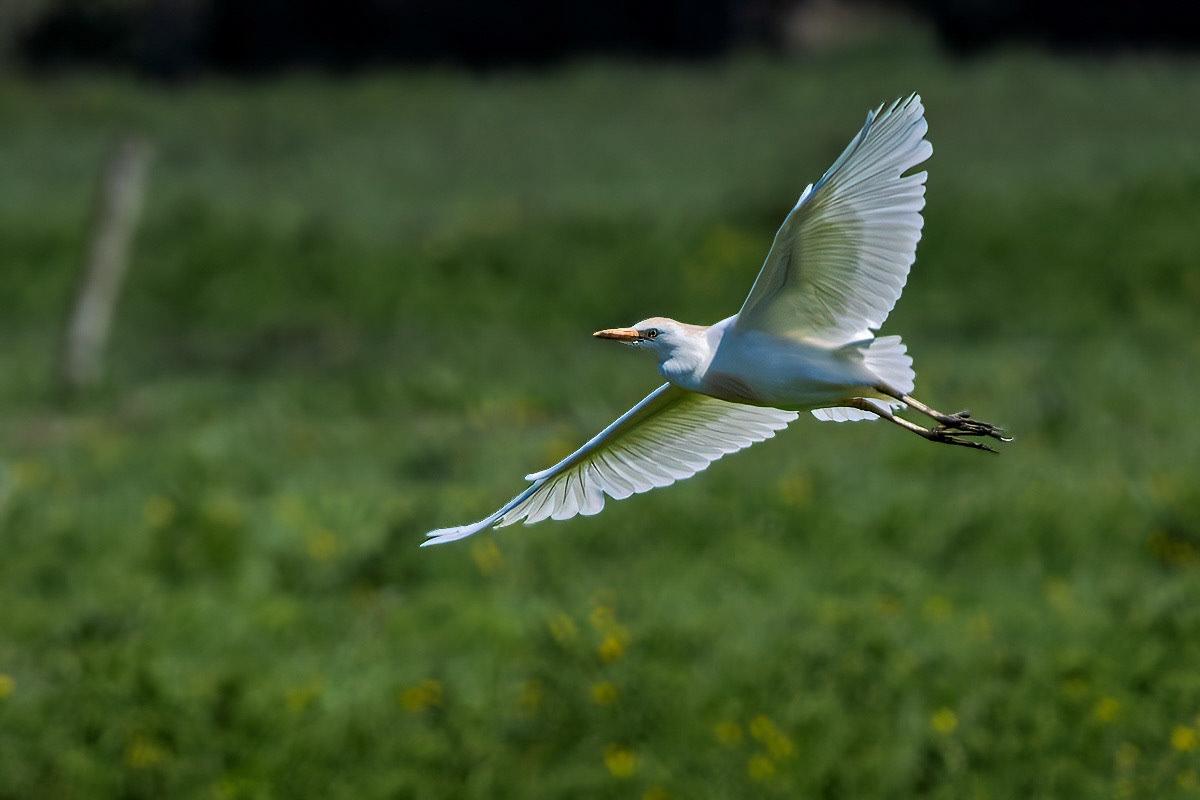Cattle Egret