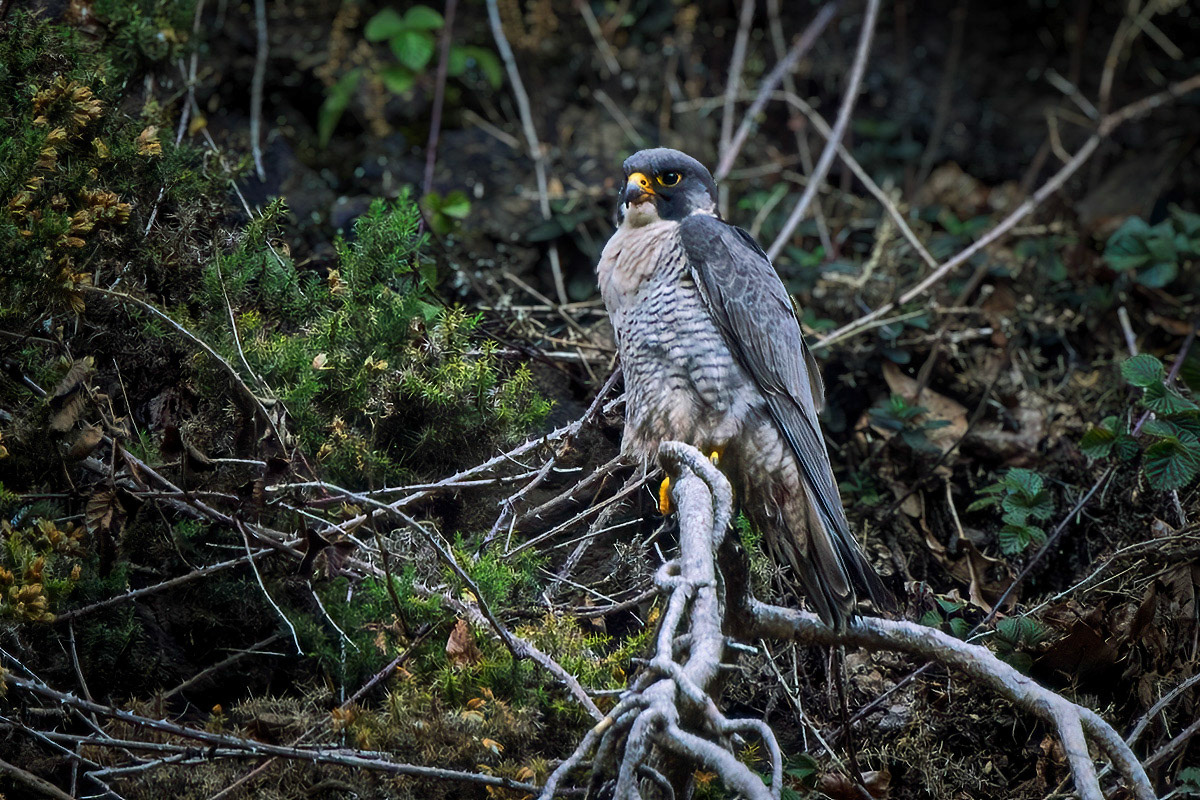 Peregrine