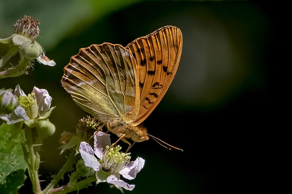 Silver-washed Fritillary