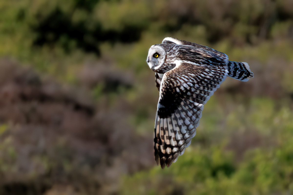 Short-eared Owl