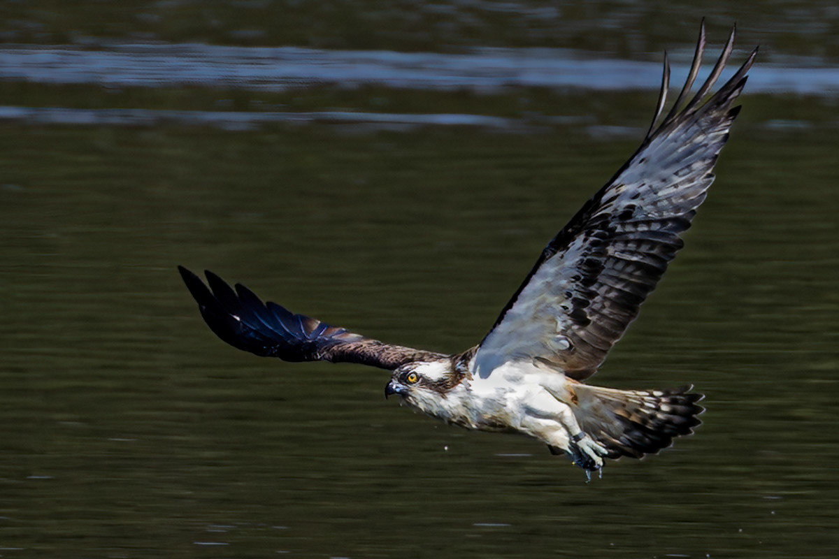 Osprey