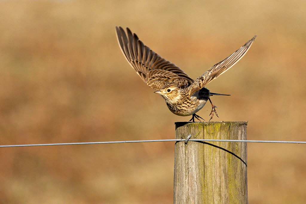 Skylark