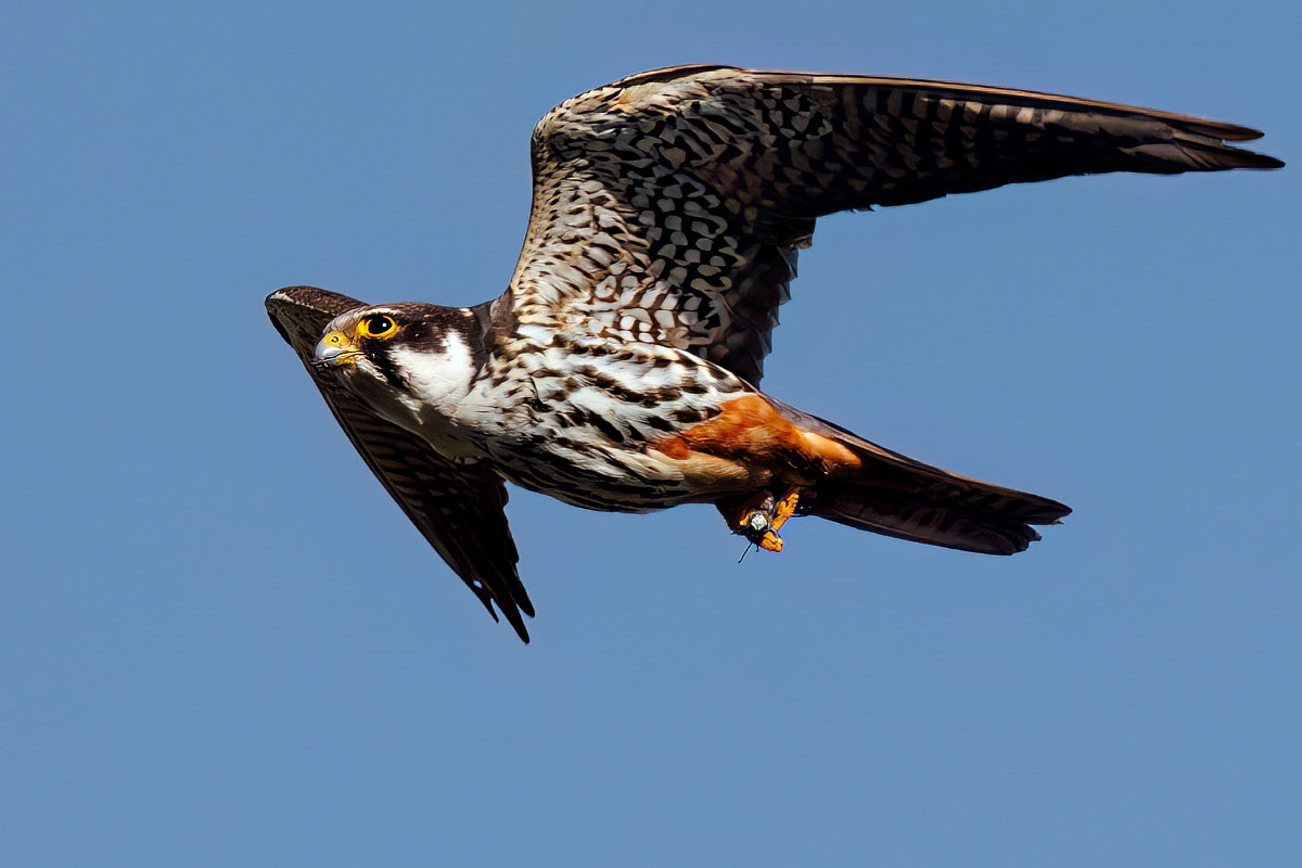 Hobby