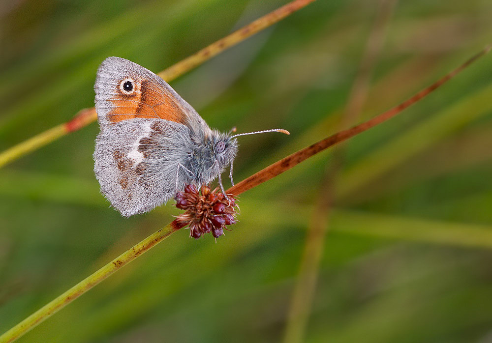 Small Heath