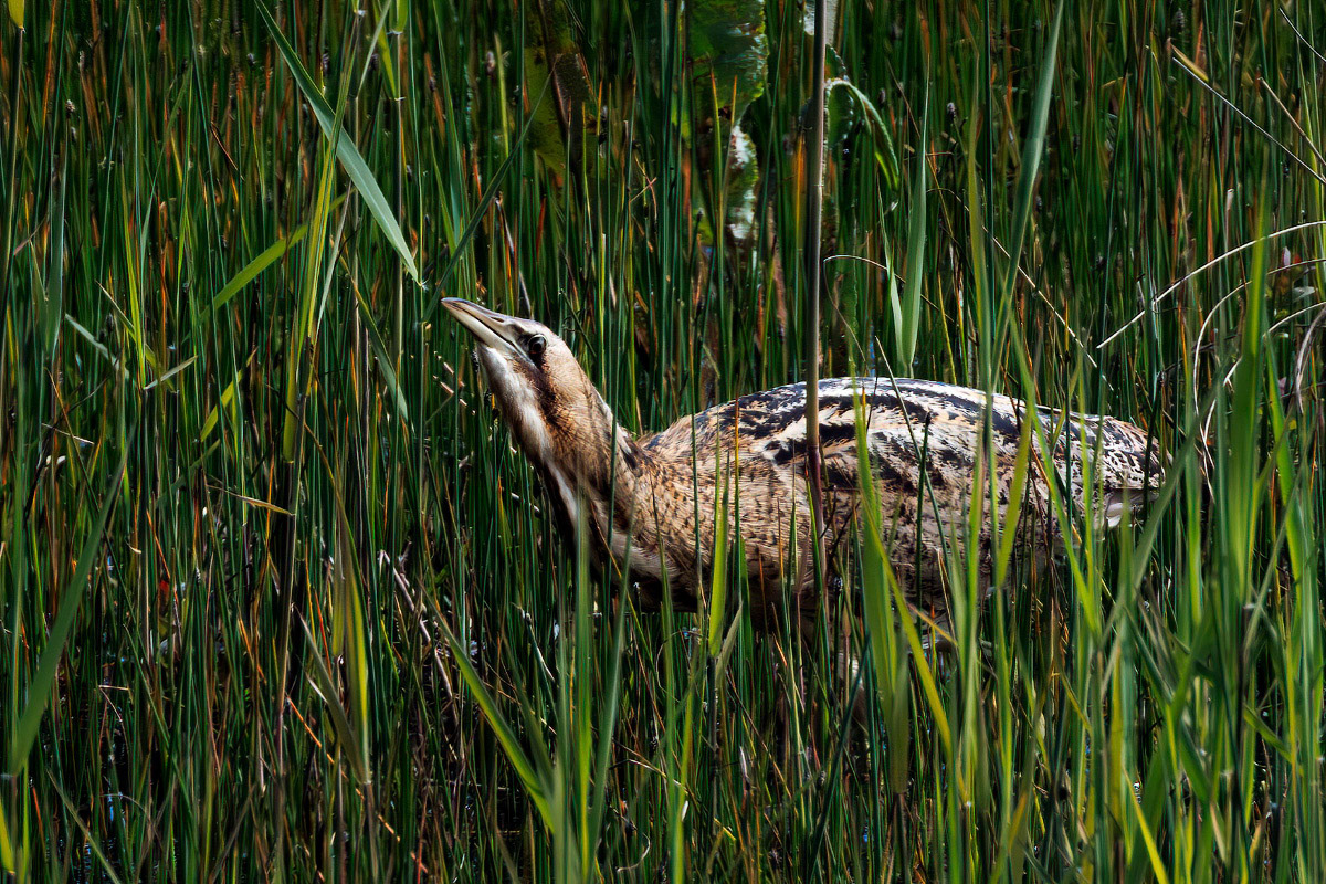 Bittern