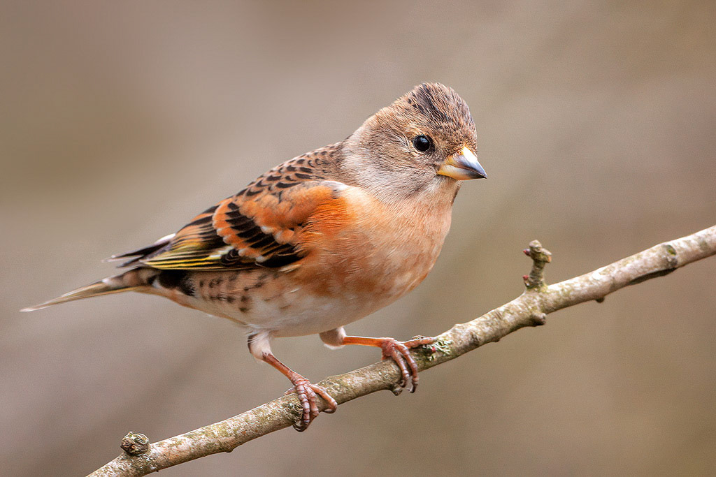 Brambling