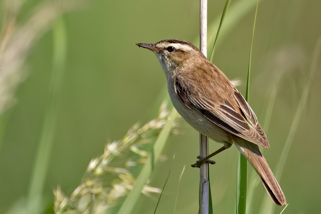 Sedge Warbler