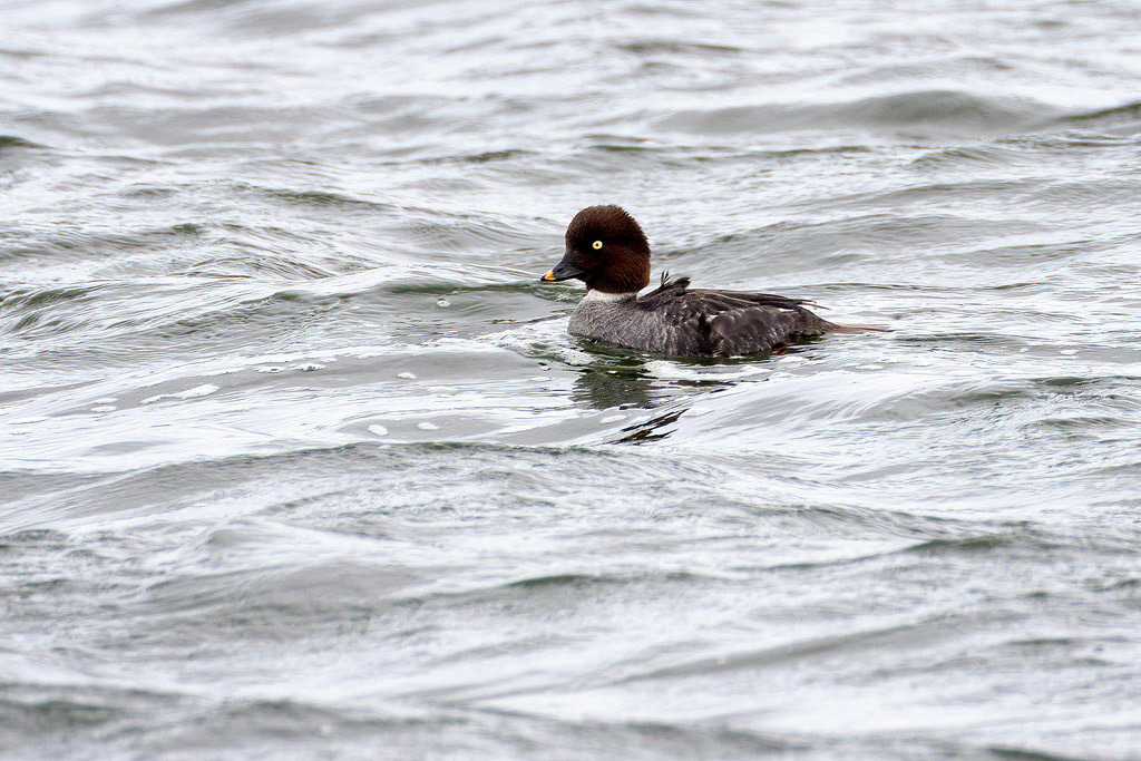 Goldeneye