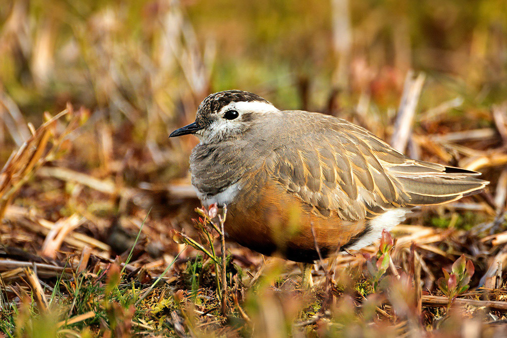 Dotterel