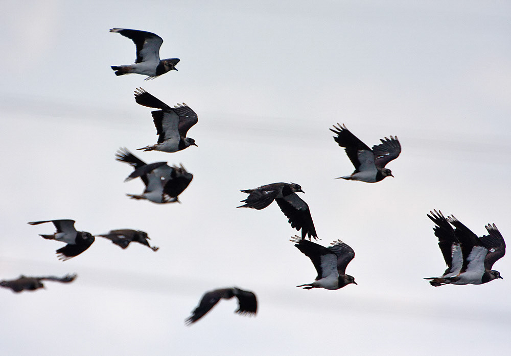 Lapwing