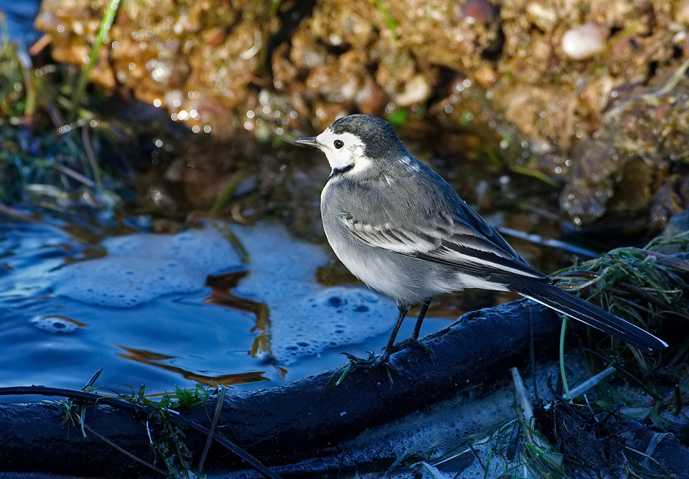 Pied Wagtail