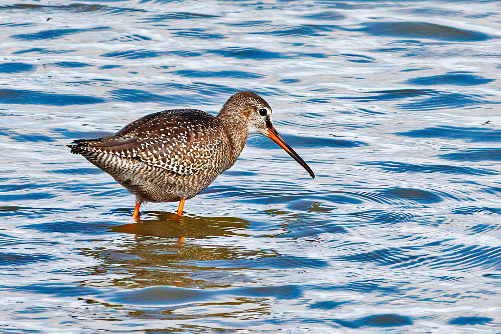 Spotted Redshank