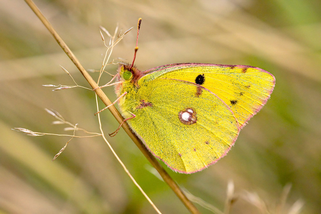 Clouded Yellow Butterfly