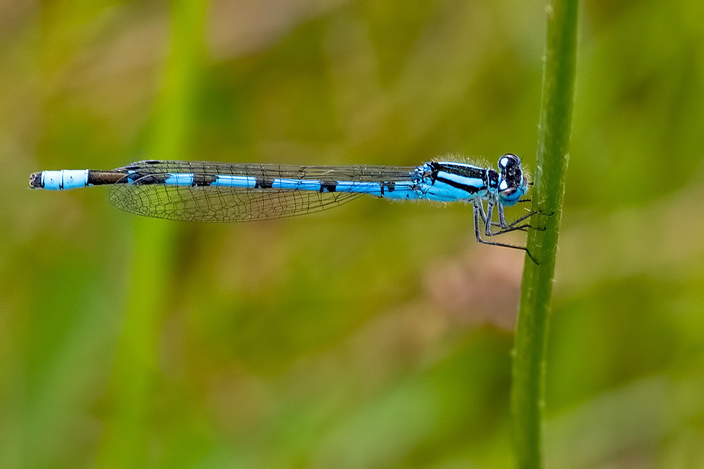 Common Blue Damselfly