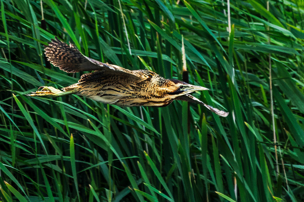 Bittern