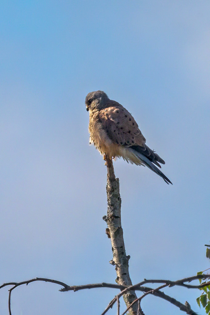 Kestrel