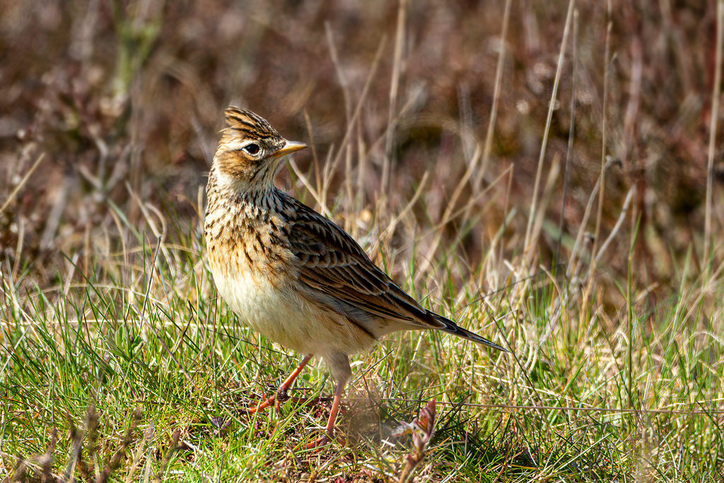 Skylark