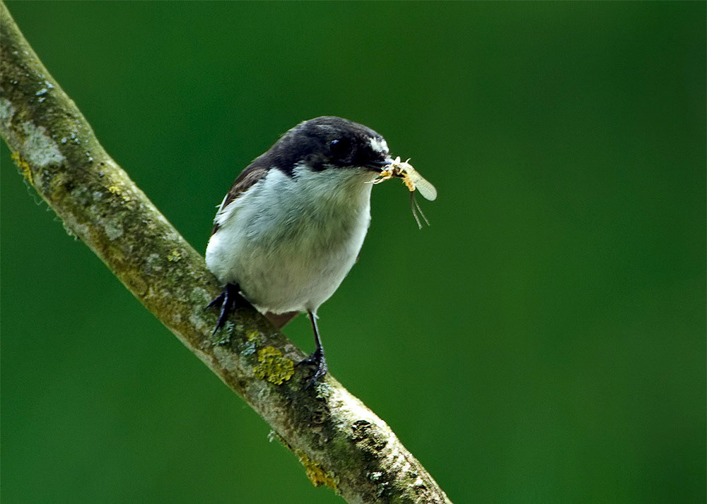 Male Pied Flycatcher