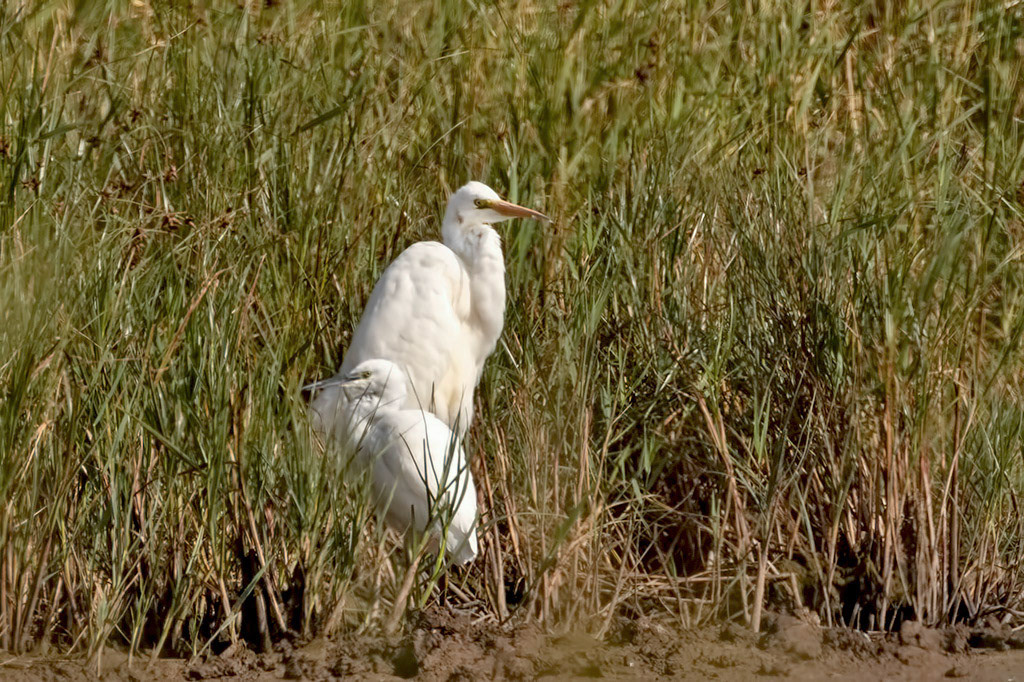 Great White Egret and Little Egret