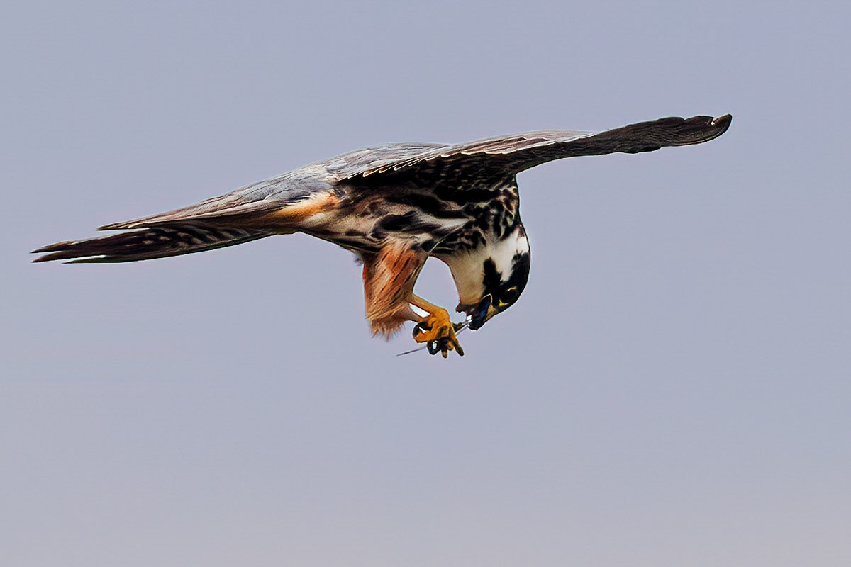 Hobby
